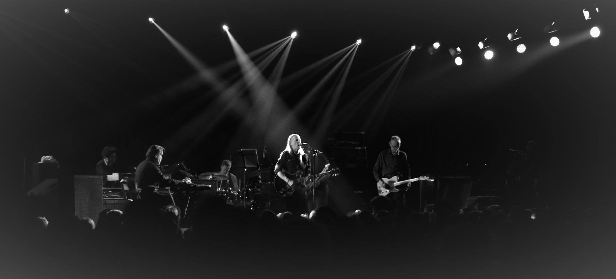 Swans